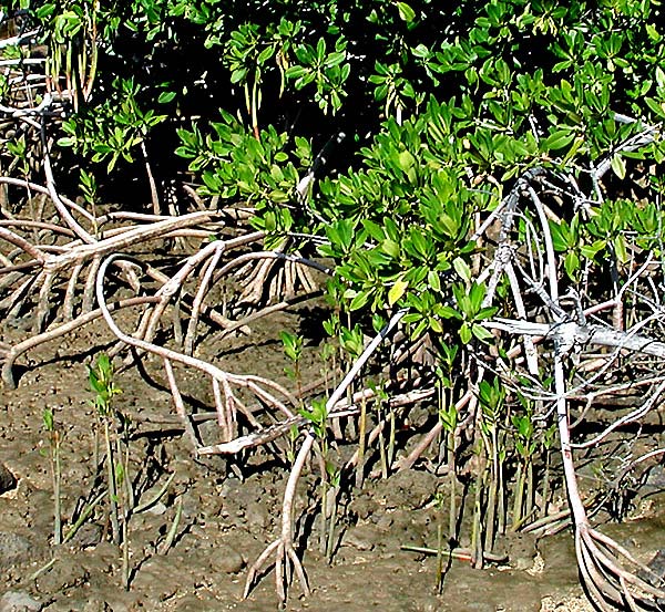 Rhizophora mangle soil